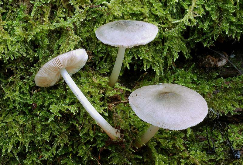 Fungo da identificare
